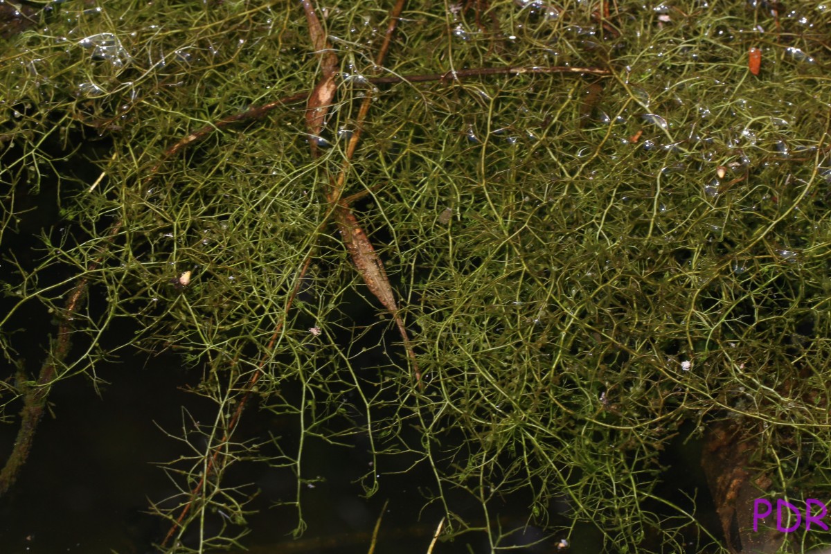 Utricularia gibba L.